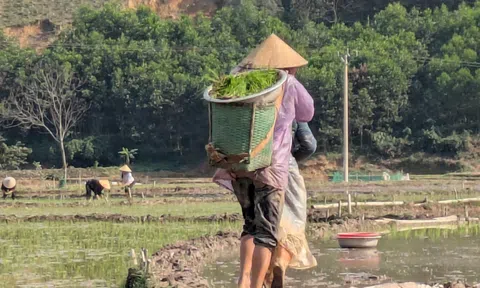 Thanh Hóa dành gần 118 tỷ đồng hỗ trợ khôi phục sản xuất nông nghiệp sau bão lũ