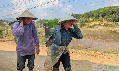 Gùi mạ trên những thửa ruộng bùn sâu