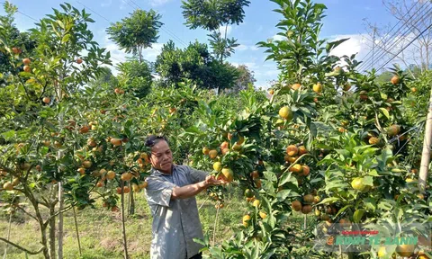Lão nông dân làm giàu nhờ hướng đi “khác người”