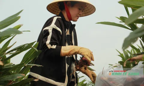 Cây riềng mở lối thoát nghèo, tạo sinh kế bền vững cho nông dân Thanh Hóa