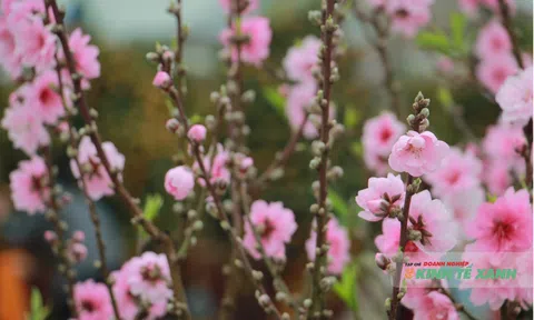 Sắc đào xuống phố du xuân