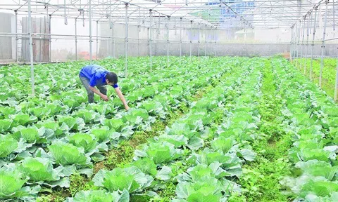 Nguồn cung rau, quả dịp Tết tại Thanh Hóa được chuẩn bị sớm