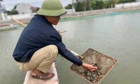 Ninh Bình: Đột phá thu nhập từ "nhân sâm nước" trên những vùng đất chuyển đổi