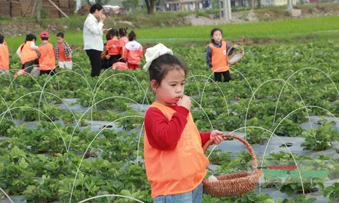 Khi nông nghiệp chọn hướng đi từ sự trải nghiệm