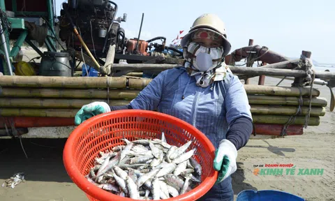 Tiên Trang rộn ràng mùa cá trích