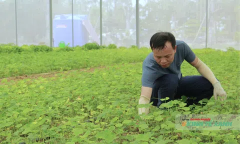 Rau má xứ Thanh “đổi đời” nhờ công nghệ nhà màng