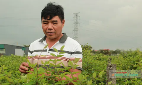 Tỷ phú dược liệu và chuyến xuyên việt tìm "lối thoát" cho dân bản