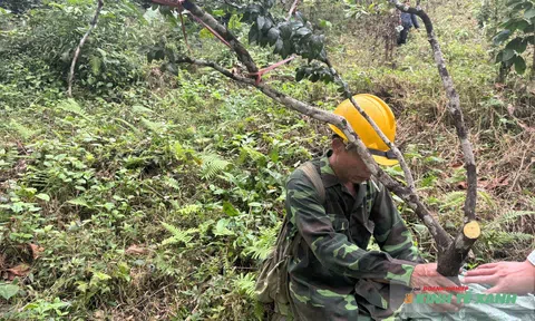 Cơn sốt muội hồng khiến rừng núi đá Thanh Hóa bị bào mòn