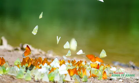 Cúc Phương mùa bướm thức