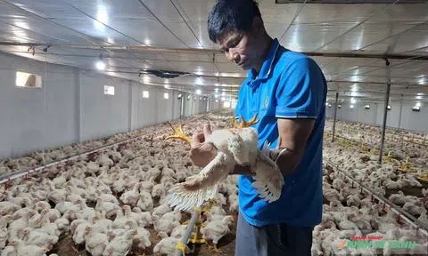 Hành trình đổi đời dưới chân đàn gà