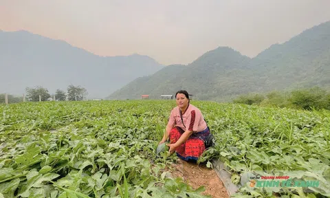 Khi bản người Mông thôi đợi lúa chín