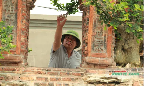 Ngắm cơ ngơi bonsai duối “khủng” 50 tỷ của người đàn ông Ninh Bình