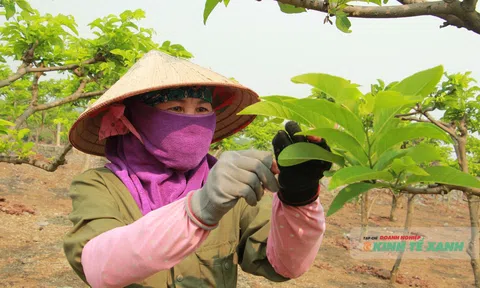 Phú Long: Biến đồi đá thành vườn na dai bạc tỷ