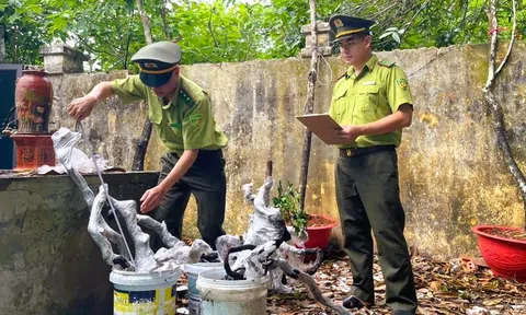 Thanh Hóa: Đưa những gốc muối hồng tang vật trở lại rừng xanh