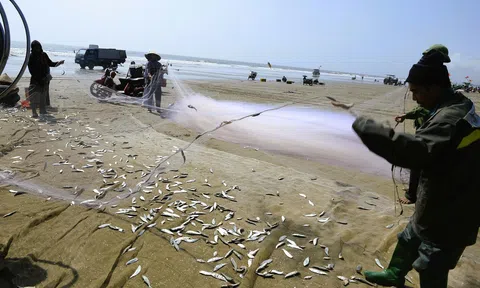 Thanh Hóa triển khai khảo sát toàn diện nghề cá thương phẩm giai đoạn 2026–2030