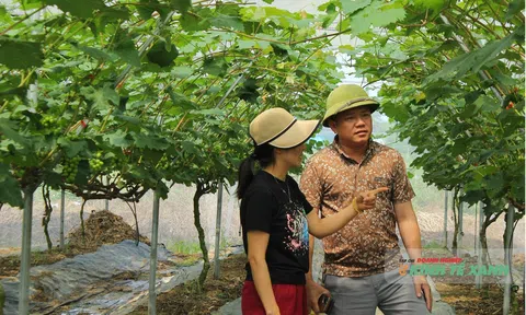 Nông nghiệp xanh sau bão dữ: Khi tâm huyết thắng những biến động của đất trời