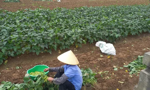 Thanh Hóa: HTX Phú Lộc đạt doanh thu hơn 20 tỷ đồng từ liên kết sản xuất
