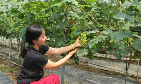 Thanh Hóa phát triển nông nghiệp xanh hướng tới tăng trưởng bền vững