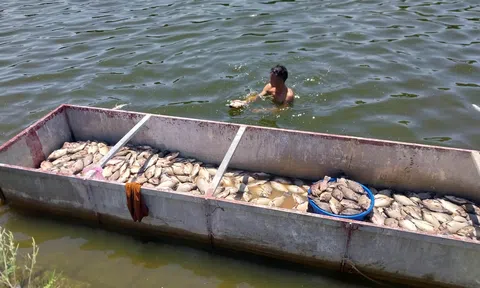 Thanh Hóa: Hơn 4 tấn cá rô phi chết bất thường, nổi trắng mặt hồ