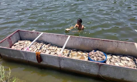 Cá rô phi chết hàng loạt ở Thanh Hóa do ô nhiễm hữu cơ và nhiễm khuẩn nặng