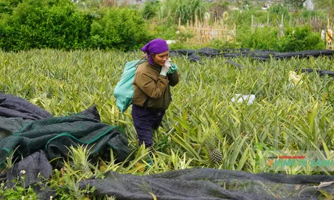 Mùa dứa ngọt và những giọt nước mắt đắng