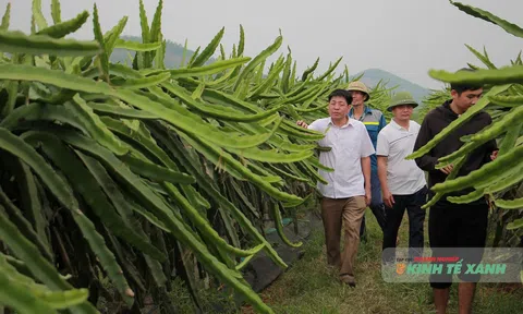 Thanh Hóa: Xuất khẩu tăng, nông nghiệp tiếp tục phát huy vai trò trụ đỡ