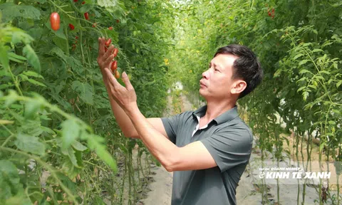 Truy xuất nguồn gốc nông sản cần sự hài hòa giữa chính sách với thực tiễn - Bài 2: Những khoảng mờ sau mác "rau sạch"