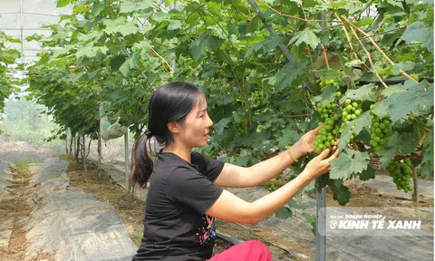Truy xuất nguồn gốc nông sản cần sự hài hòa giữa chính sách với thực tiễn - Bài cuối: Khi chính sách cần đi cùng nhịp thực tiễn
