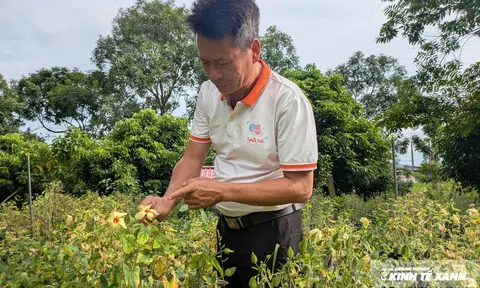 Trả lại tên cho Sâm Báo