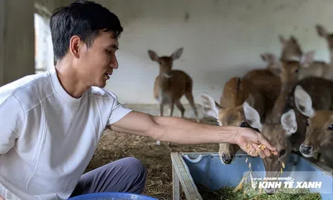 Kỹ sư xây dựng bỏ phố về quê nuôi hươu, thu nửa tỷ đồng mỗi năm