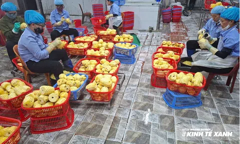 Từ cánh đồng xứ Thanh đến những chuyến hàng vượt đại dương