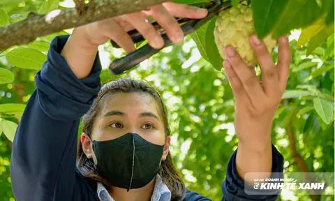 Mùa na chín trên vùng đất đá