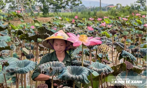 Từ 5ha ruộng trũng đến hành trình khởi nghiệp với sen
