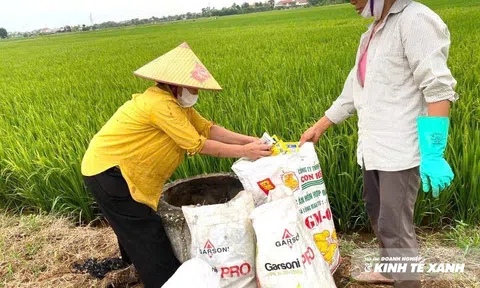 Thu gom vỏ bao bì thuốc bảo vệ thực vật, giữ màu xanh đồng ruộng