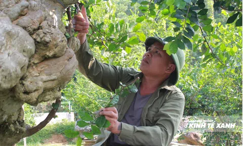 Chiêm ngưỡng cây bonsai duối "triệu đô" trong khu vườn ở Ninh Bình