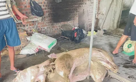 Nghệ An khẩn cấp siết chặt phòng, chống dịch tả lợn châu Phi