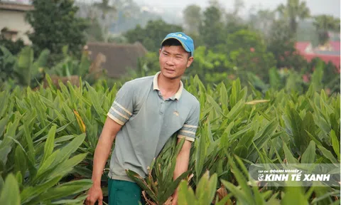 Cây riềng trên những vùng đất mới