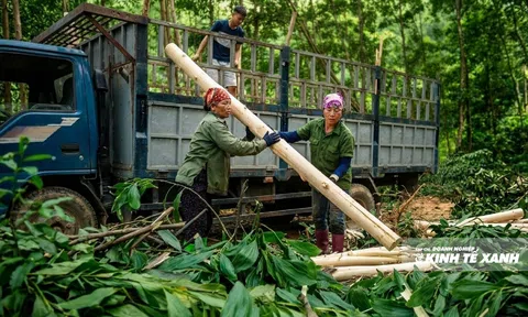 Rừng FSC và bài toán giữ giá trị gỗ ở Thanh Hóa