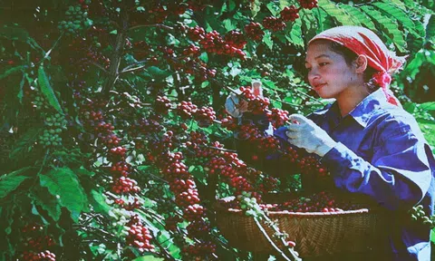 Cao nguyên Đắk Lắk vào mùa thu hoạch cà phê