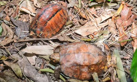 Quảng Ngãi: Thả về môi trường tự nhiên nhiều loài động vật quý hiếm