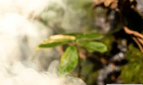 Nâng tầm dược liệu quốc gia đến sản phẩm giá trị cao