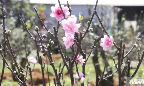 Hoa đào miền Bắc trên đất Tây Nguyên: Cuộc hội ngộ của khí trời và nỗi nhớ