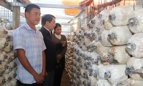 Phát triển nghề trồng nấm tại Đắk Lắk: Hướng đi mới cho nông nghiệp bền vững