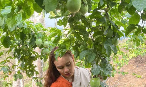 Áp dụng công nghệ vào nông nghiệp mang lại hiệu quả cao