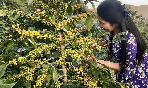 Lưu luyến "giọt nâu" ở Tây Nguyên