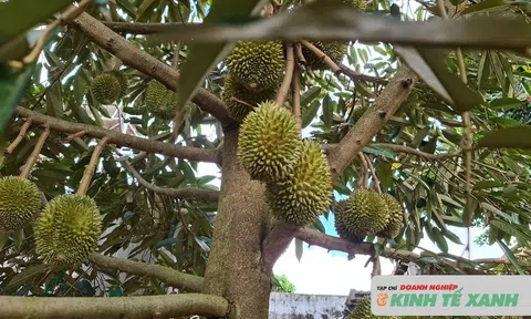 Lễ hội Sầu riêng Đắk Lắk 2026: Kết nối vươn xa, thúc đẩy phát triển du lịch - nâng tầm thương hiệu