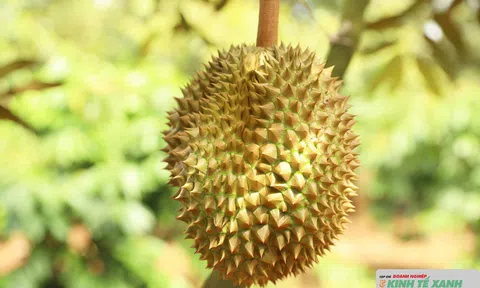 Lễ hội Sầu riêng Đắk Lắk: Mang bản sắc văn hóa Tây Nguyên đến bạn bè quốc tế