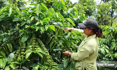 Đắk Lắk chủ động thích ứng EUDR cho vùng cà phê