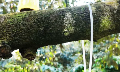 Giữ chất lượng, nâng giá trị sầu riêng Đắk Lắk