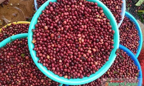 Đắk Lắk tìm dư địa mới cho giá trị nông sản